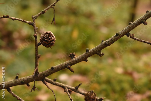 Pinecones in forest