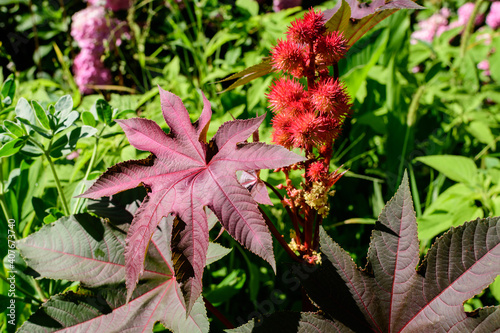 Tableau sur toile Fresh green organic flowers and leaves of Ricinus communis, the castor bean or castor oil plant in an urban garden, in a summer day,  urban gardening
