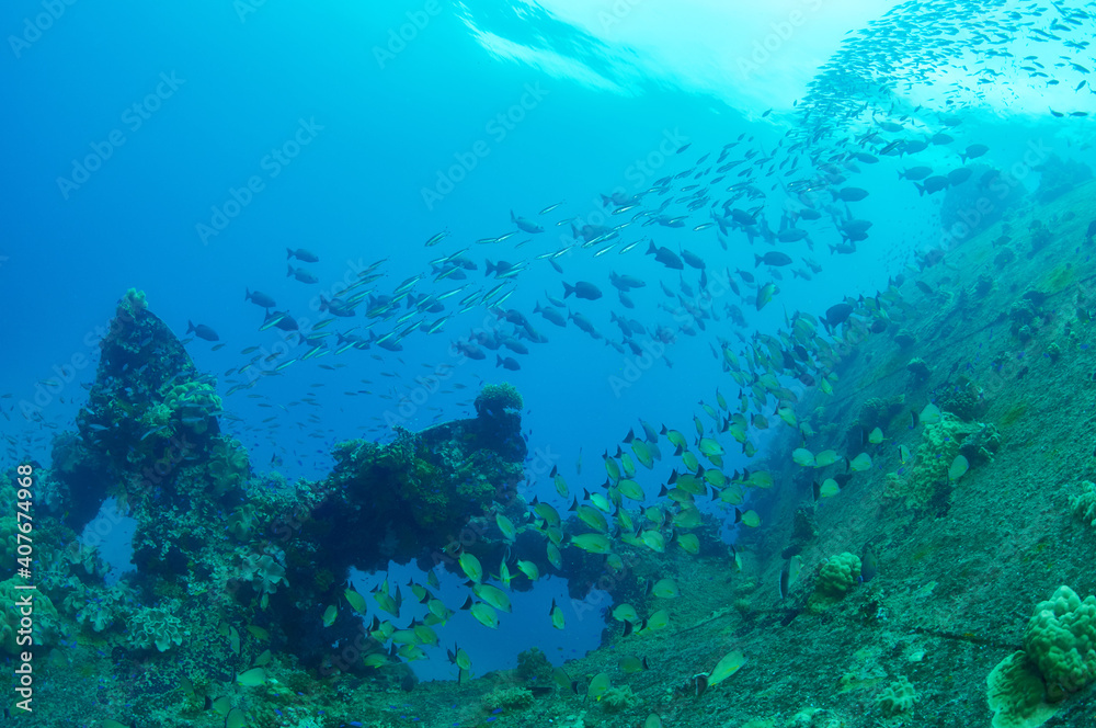 Obraz premium Fish living on a wreck