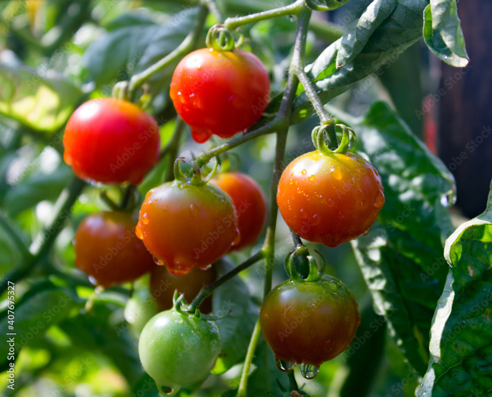 Branch of ripe and green cherry tomatoes in a garden. Tomato plant in vegetable nursery. Tomato bush.