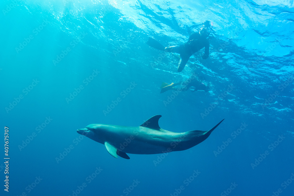 Fototapeta premium Swim with dolphins