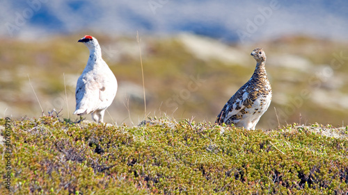 Tableau sur toile Ptarmigan male and  female lagopus muta islandorum on Iceland