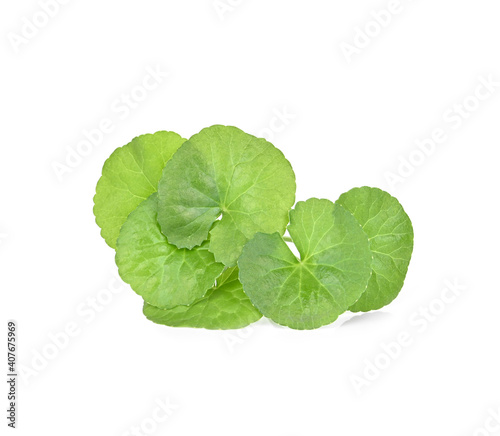 centella asiatica leaves isolated on white background.