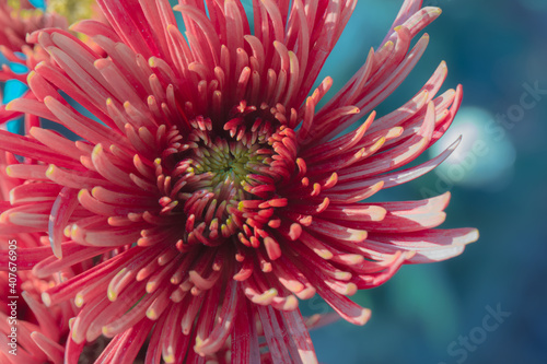 Fototapeta Naklejka Na Ścianę i Meble -  Beautiful  red chrysanthemums close up in autumn Sunny day in the garden. Autumn flowers. Flower head