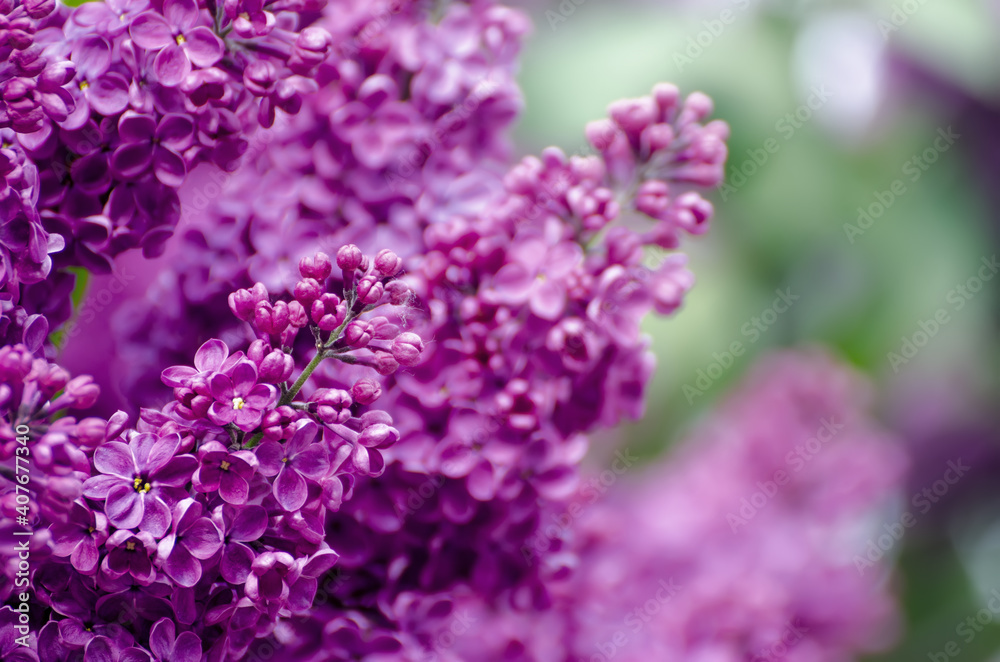Spring lilac flowers Spring lilac flowers