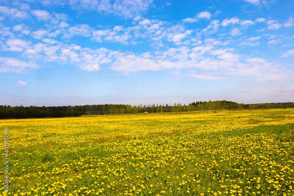 field of dandelions