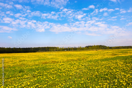 field of dandelions