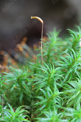 Atrichum undulatum, known as the common smoothcap moss photo