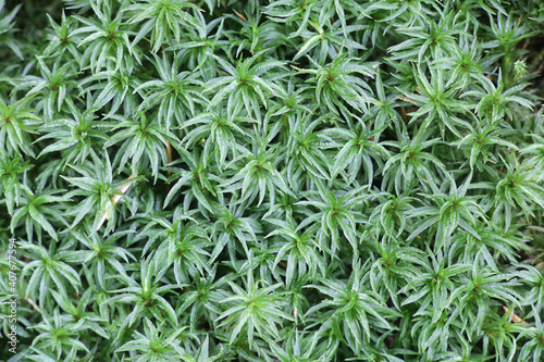 Atrichum undulatum, known as the common smoothcap moss photo