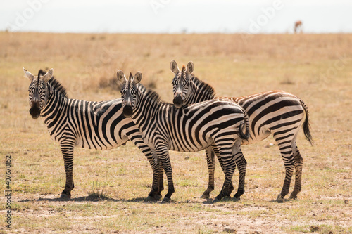 three zebras standing in savannah looking at photographer (funny trio)