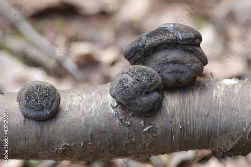 Daldinia concentrica, known as King Alfred's cake, carbon balls, and coal fungus