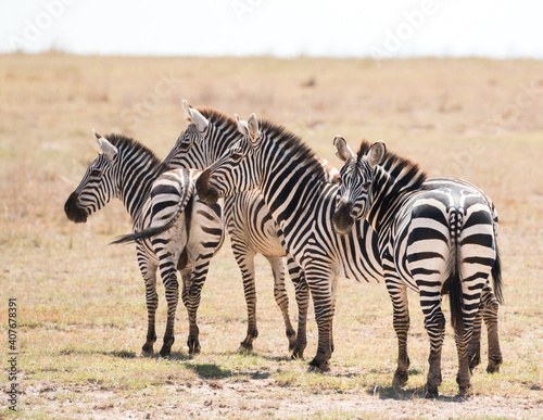 zebras standing in dry environment looking at photographer  funny trio 