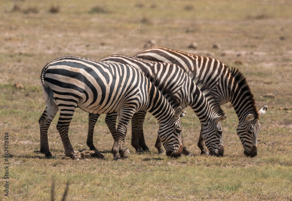 three zebras eating simultaneously (funny trio) three zebras eating simultaneously (funny trio)