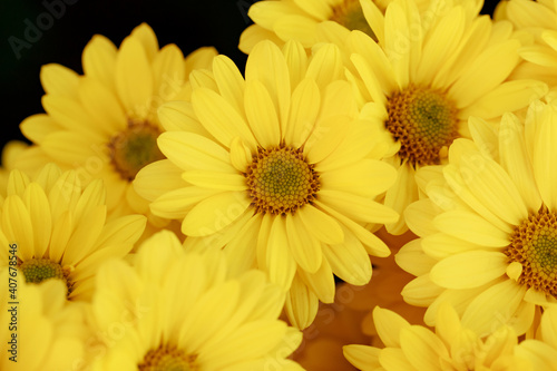 Beautiful  yellow chrysanthemums close up in autumn Sunny day in the garden. Autumn flowers. Flower head