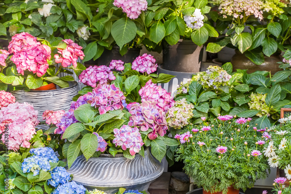 Blooming vibrant purple Hydrangea flowers in pot Blooming vibrant purple Hydrangea flowers in pot