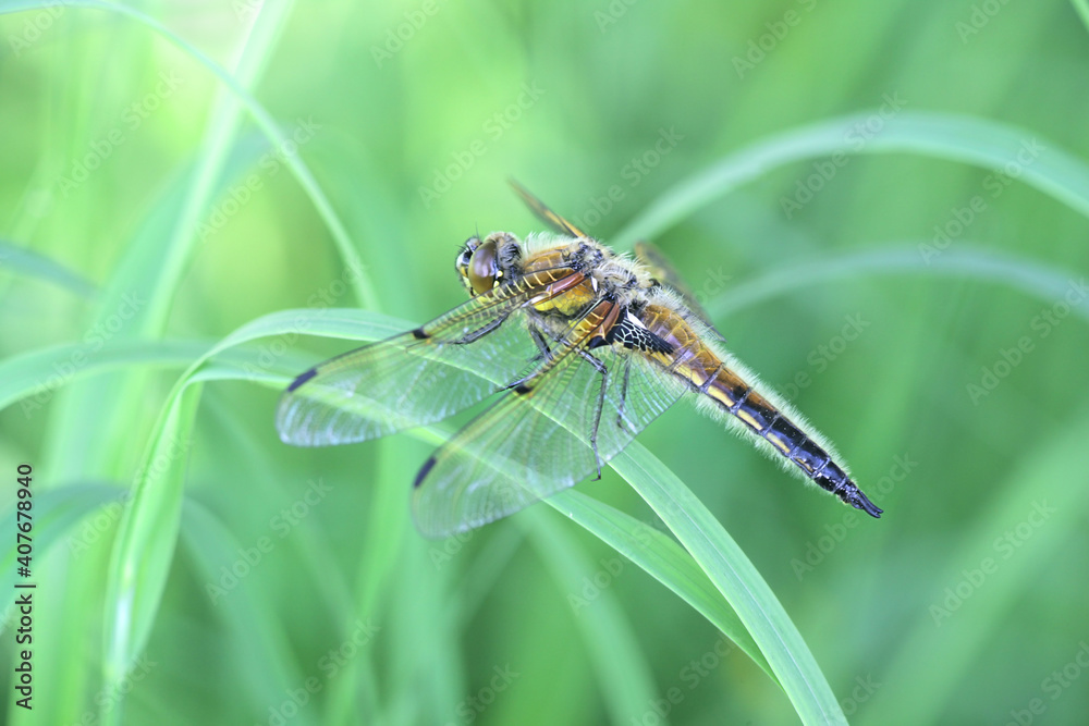Libellula quadrimaculata, known in Europe as the four-spotted chaser and in North America as the four-spotted skimmer Libellula quadrimaculata, known in Europe as the four-spotted chaser and in North America as the four-spotted skimmer