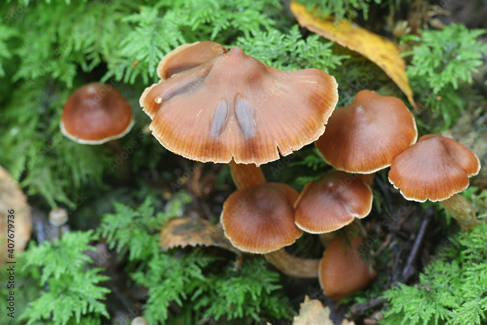 Cortinarius obtusus coll., a webcap from Finland with no common english name Cortinarius obtusus coll., a webcap from Finland with no common english name
