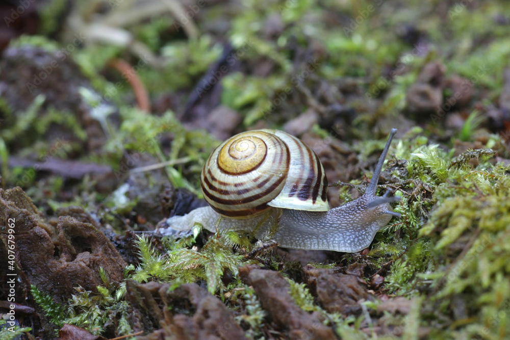 Cepaea hortensis, known as white-lipped snail or garden banded snail Cepaea hortensis, known as white-lipped snail or garden banded snail