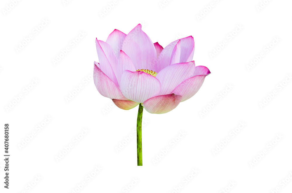 Pink Lotus flower isolated on white background Pink Lotus flower isolated on white background