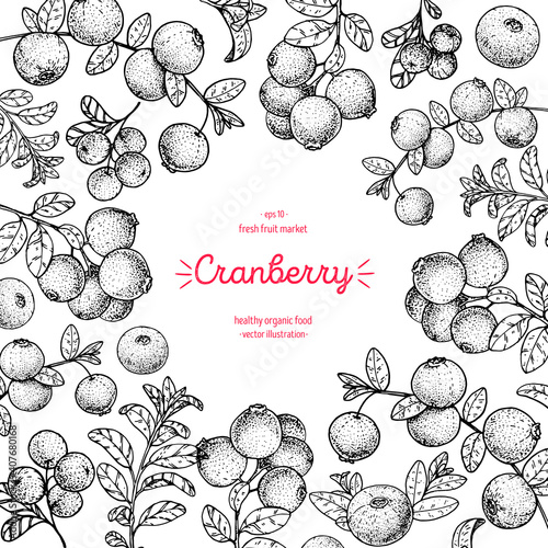 Cranberries sketch frame vector illustration. Hand drawn cranberry berries. Vintage style design. Organic food, healthy food.