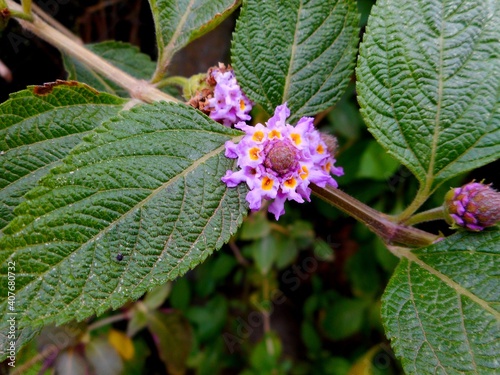 flor lippia alba - erva cidreira photo