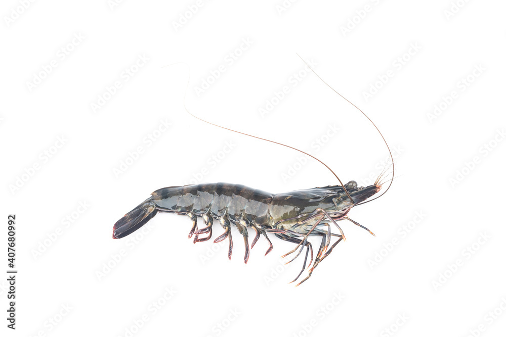 fresh shrimp prawn white background raw prawns isolated white background