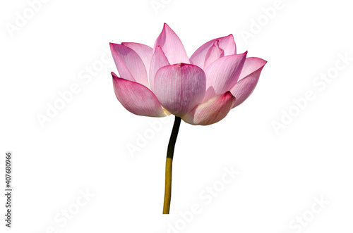 Pink lotus flower isolated on white background with clipping paths.