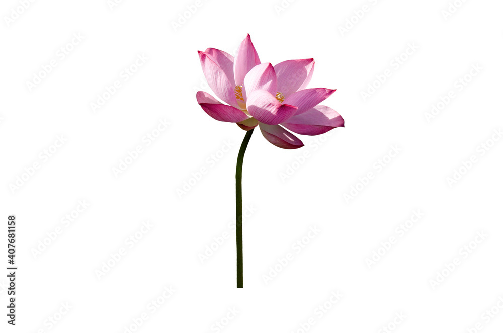 Pink lotus flower isolated on white background with Clipping Paths. Pink lotus flower isolated on white background with Clipping Paths.