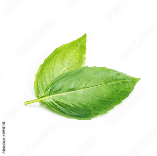 close up studio shot fresh green basil herb leaves isolated white background sweet genovese basil