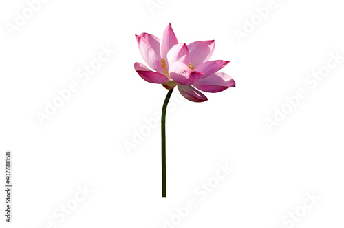 Pink lotus flower isolated on white background with Clipping Paths.