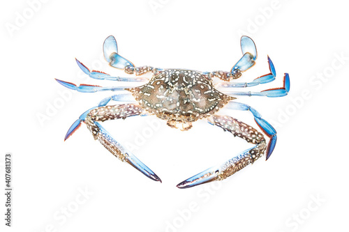 blue crab isolated white background