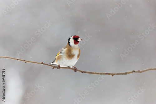Isolated Goldfinch under snowflakes (Carduelis carduelis)