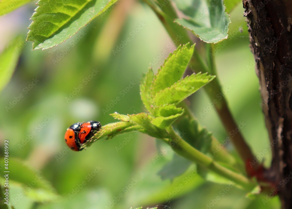 Two seven spot ladybugs mating on green leaf. Copulating ladybirds macro. Lady beetles breeding on summer meadow, closeup with blurred background. Two seven spot ladybugs mating on green leaf. Copulating ladybirds macro. Lady beetles breeding on summer meadow, closeup with blurred background.