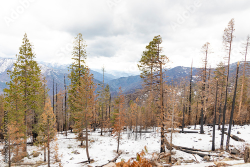 view to Yosemite valley with snow and trees burned by forest fire