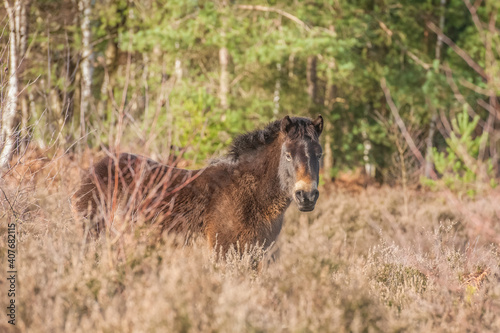 Free-roaming Exmoor pony in autumnal heathland and woodland