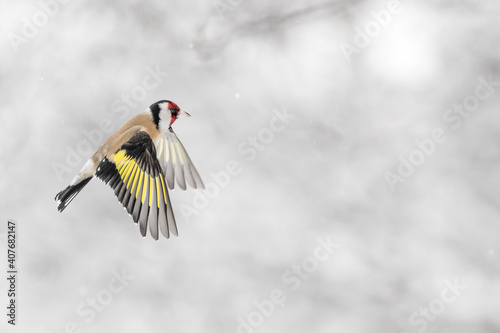Quadro em tela The goldfinch in flight under snowflakes (Carduelis carduelis)