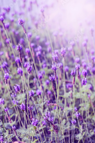 sunset violet lavender field provence hokkaido (3)