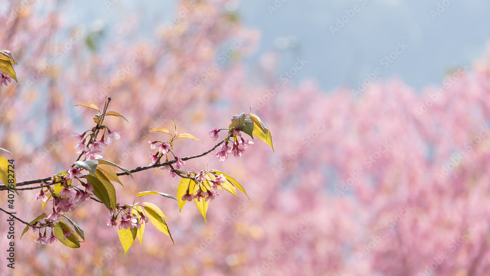 Beautiful pink cherry blossoms, blurred background, winter blossoms