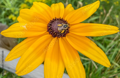 yellow flower in the garden