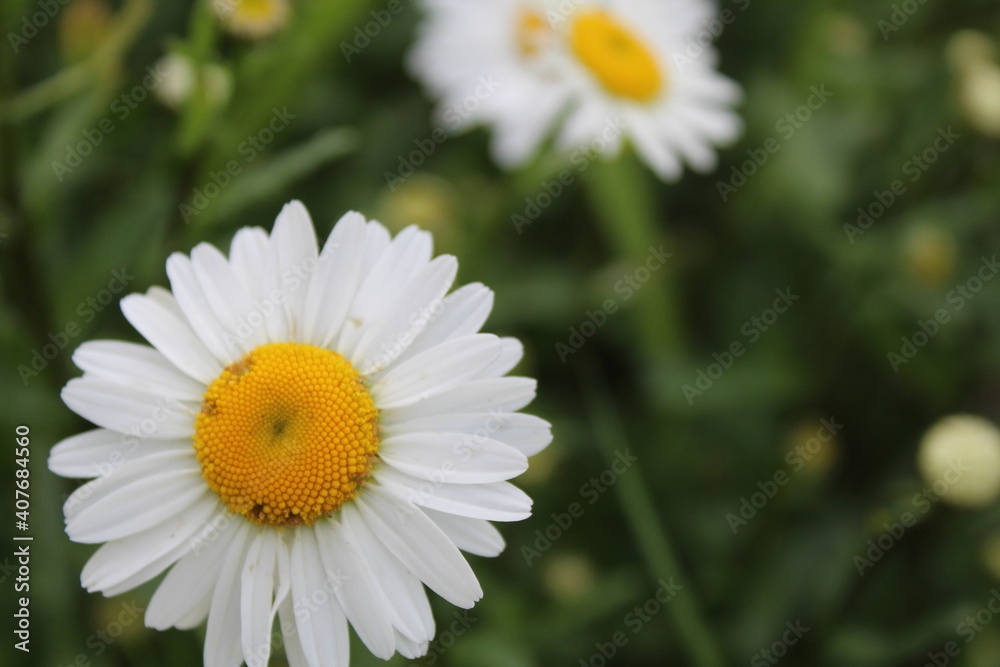 Flowers on the postcard daisy garden pharmacy is large plano on the side or top with small yellow petals and yellow bright middle with a copyspace Flowers on the postcard daisy garden pharmacy is large plano on the side or top with small yellow petals and yellow bright middle with a copyspace