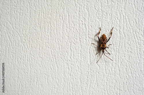 Bug crawling on rough wall