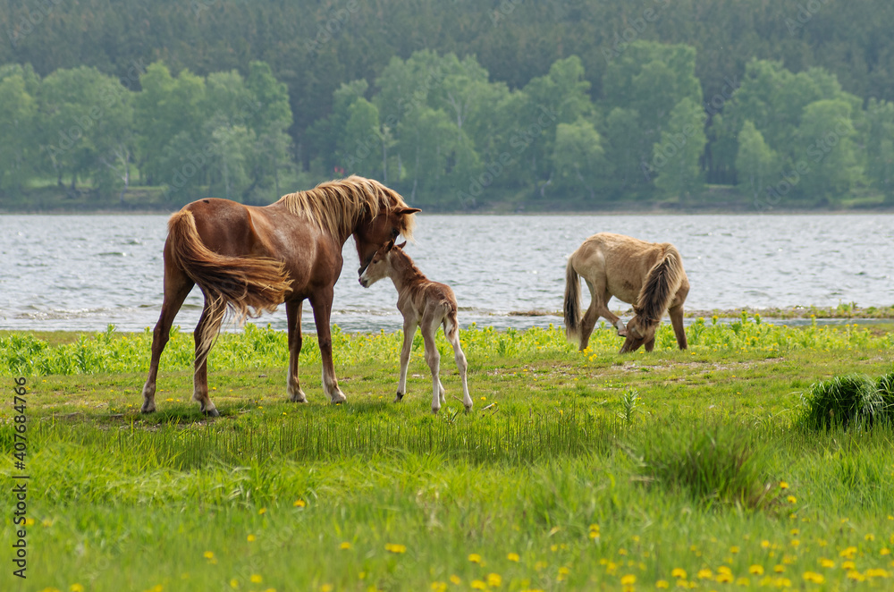 A horse with a foal in a pasture. A horse with a foal in a pasture.
