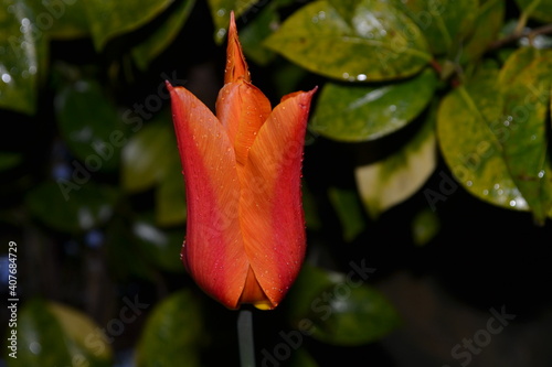 red tulip