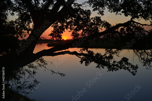 tree silhouette 