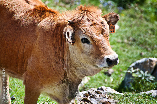 Vacas en el monte sueve. Cangas de Onís y arriondas, Asturias.