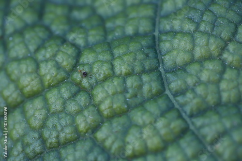 The gourd, vegetables for cooking in Thailand.