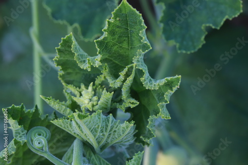 The gourd, vegetables for cooking in Thailand.