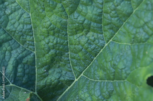 The gourd, vegetables for cooking in Thailand.