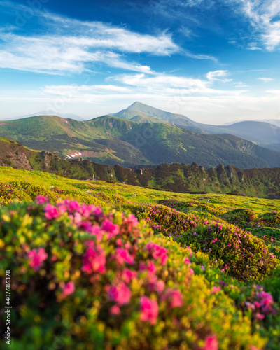 Rhododendron flowers covered mountains meadow in summer time. Beauty sunrise light glowing on a foreground. Landscape photography