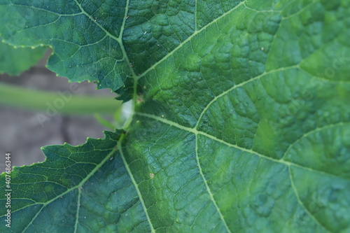 The gourd, vegetables for cooking in Thailand.